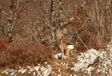 065 bambi.JPG